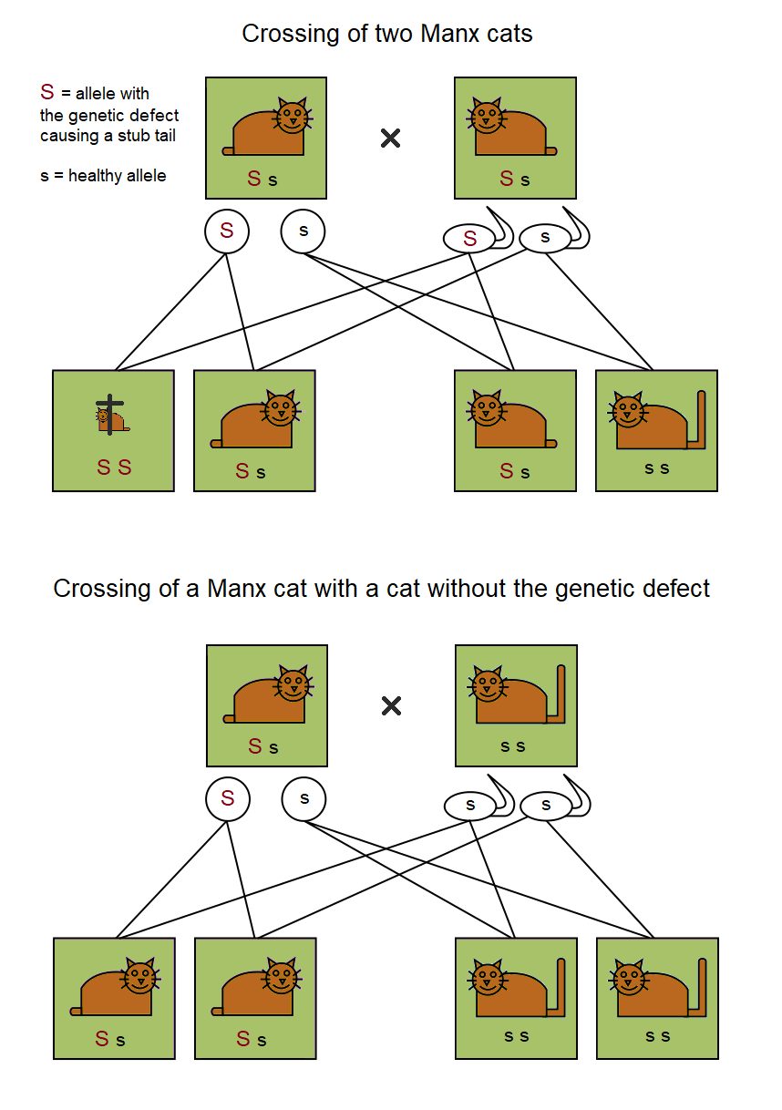 Manx Cat Inheritance