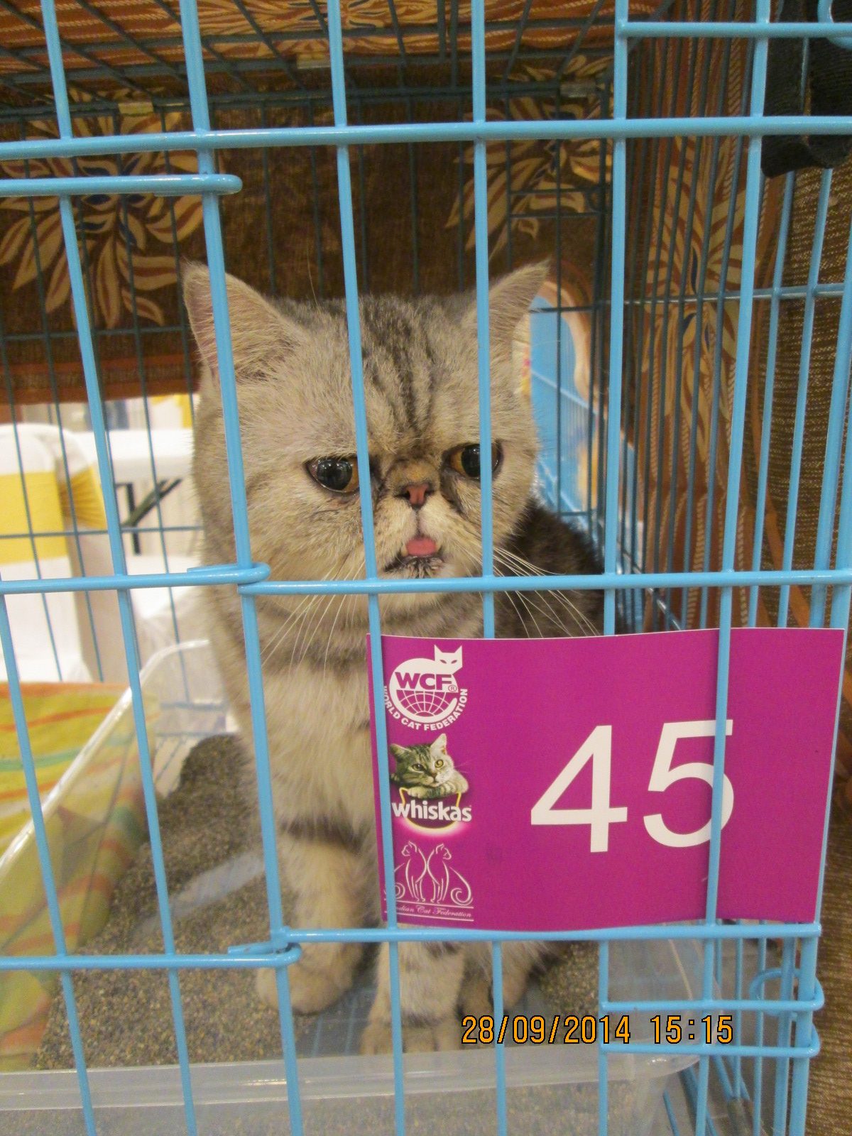 'Exotic ultra face Persian cat' at 'Mumbai cat show-2014'