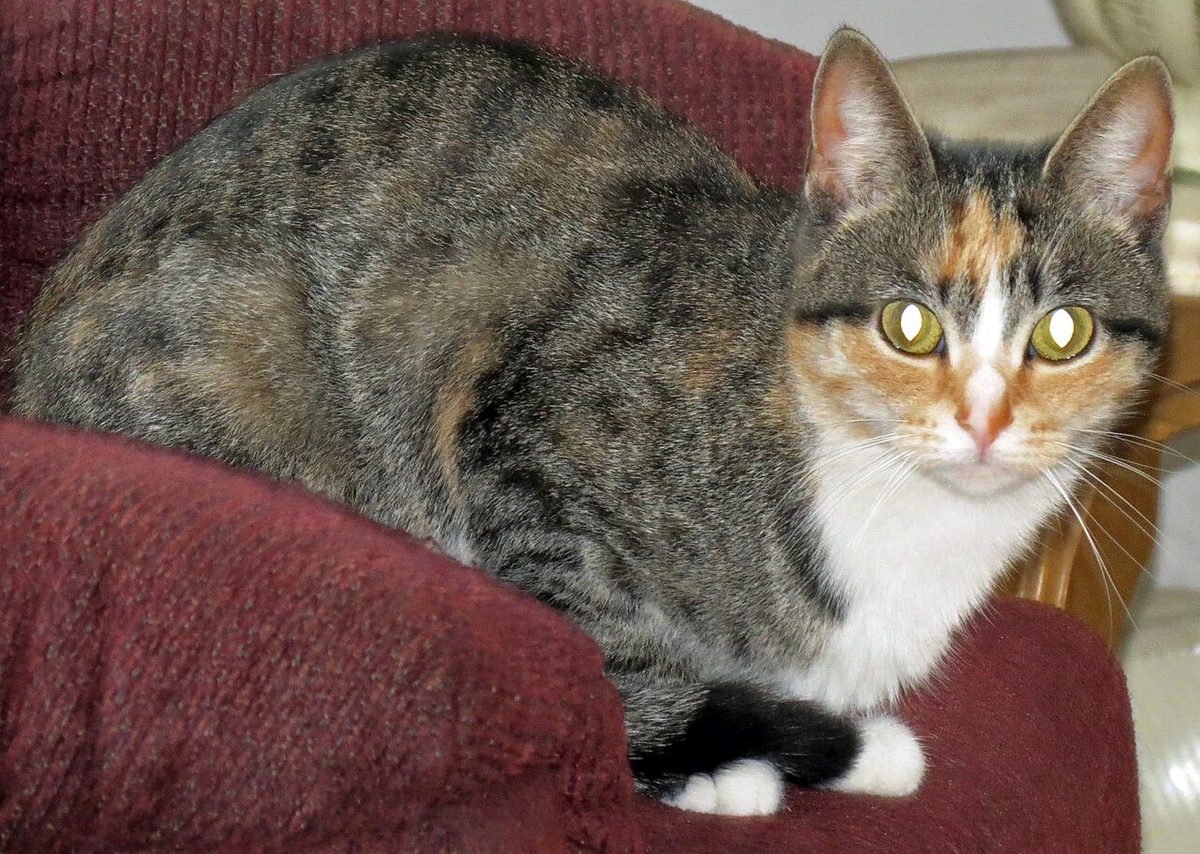Eyeshine in Felis catus (domestic cat) 3