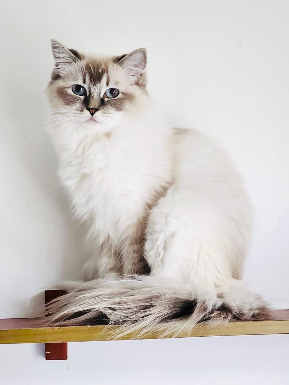 Blue Lynx Point