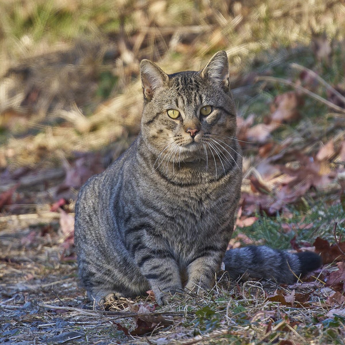 20231125 housecat south meadows PD100306