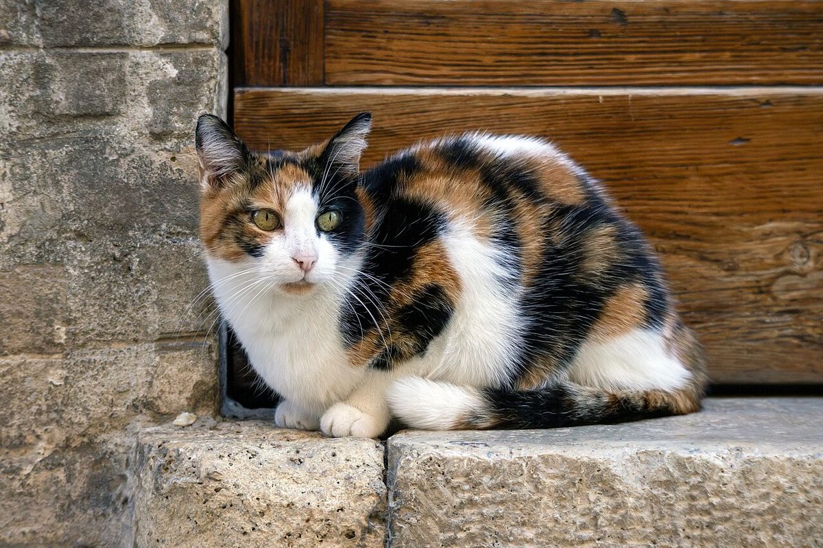 Calico cat, - Assisi, Italy