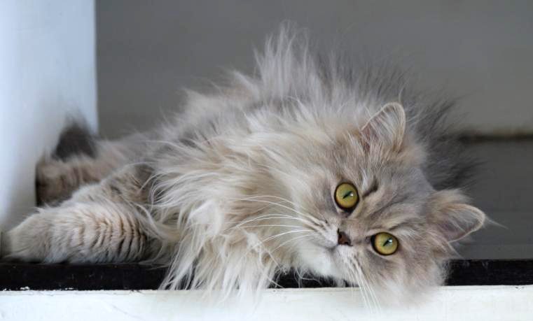 1 Lazy persian cat