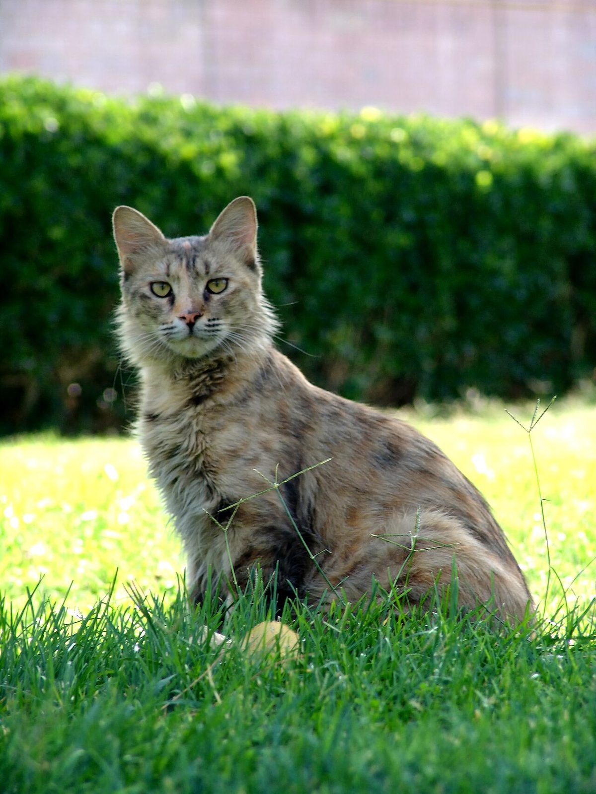 Cat Iran