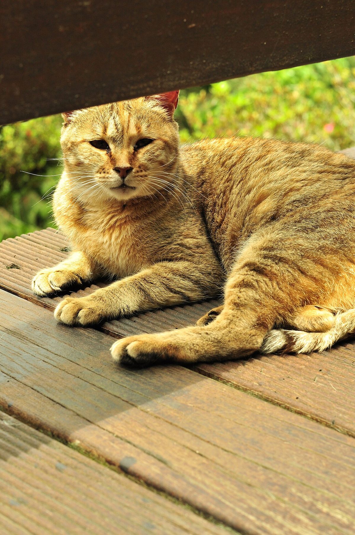 ALiShan - Cat 2