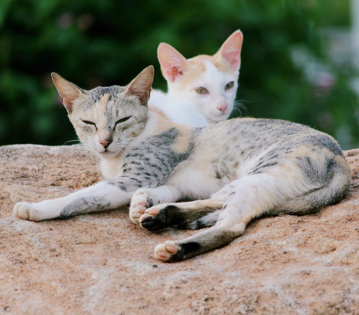 Indian Cat breed.jpg