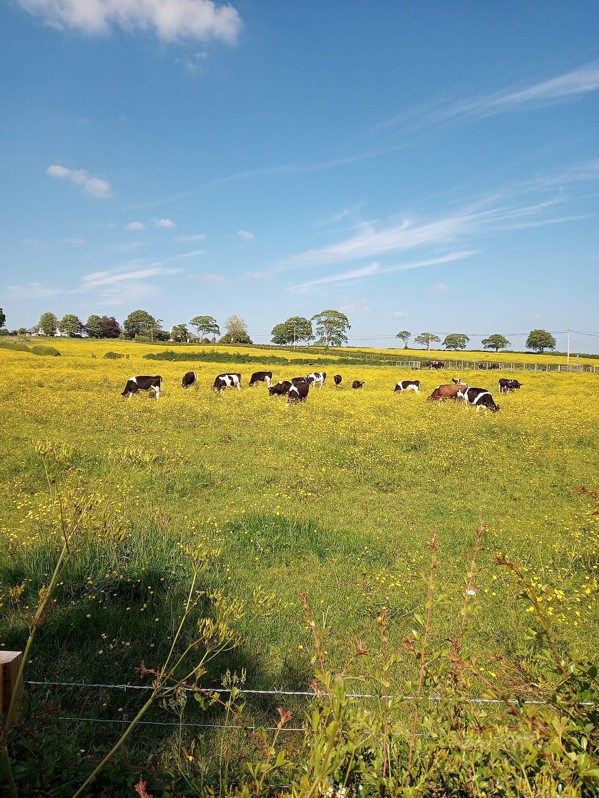 Cattle and buttercups, Kilmaurs, East Ayrshire.jpg