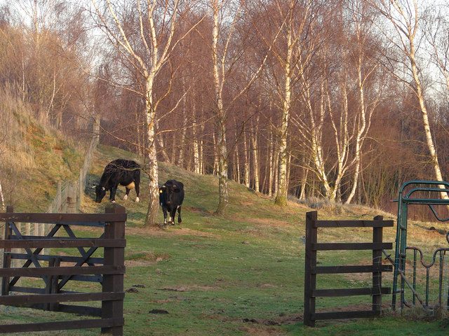 Rare Breed Shetland Cattle
