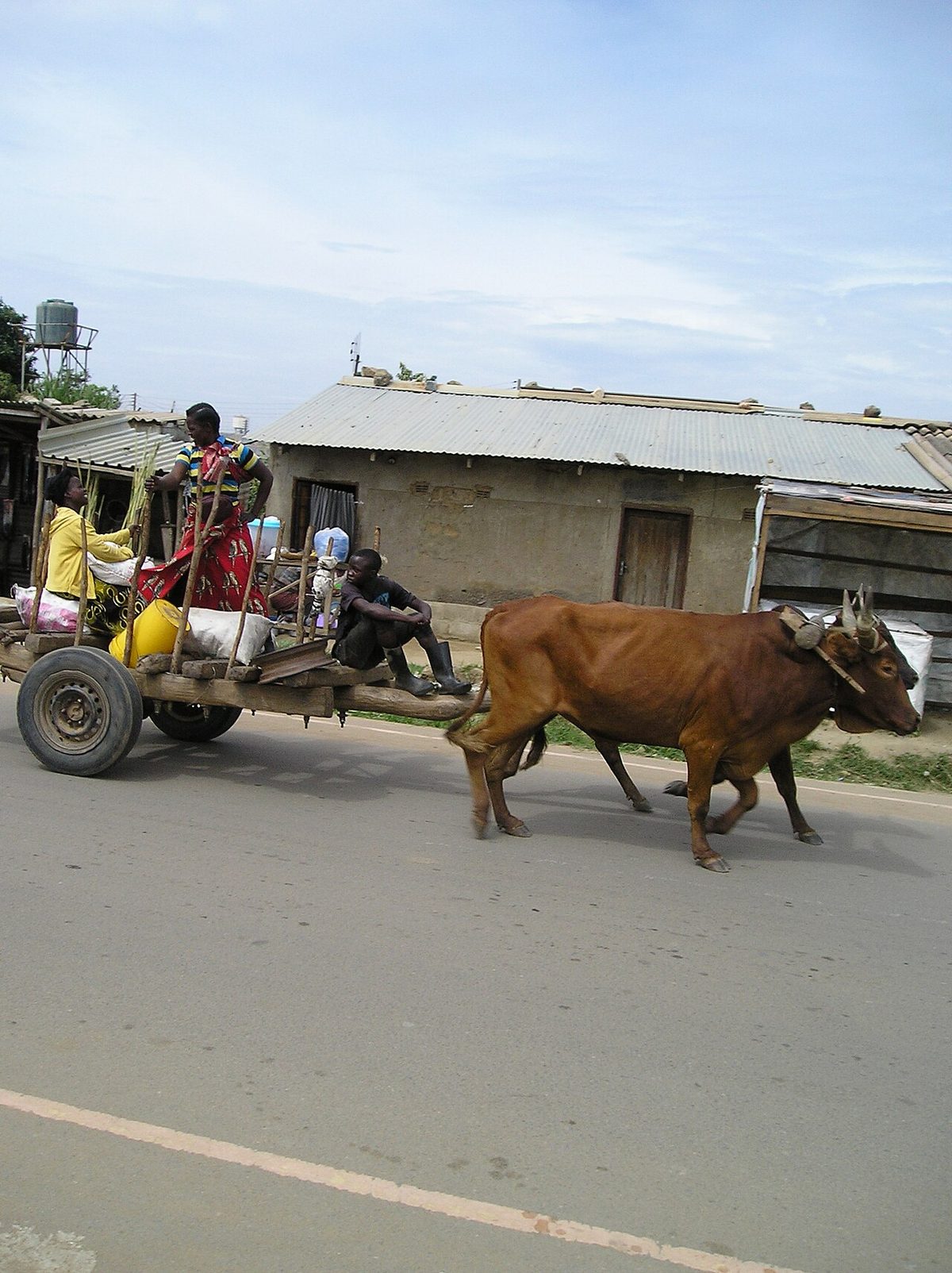 Cattle pulled cart