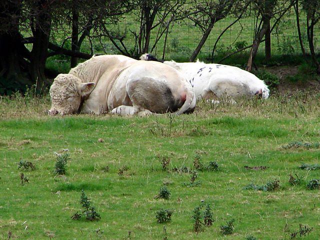 A Lazy Sunday Afternoon