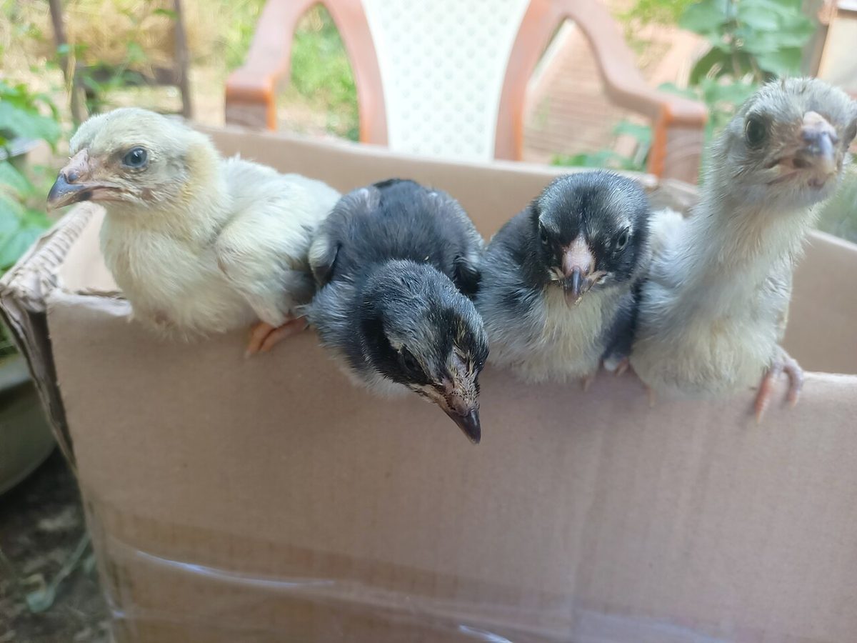 Four one-month-old Vietnamese ga noi chicks sitting.jpg