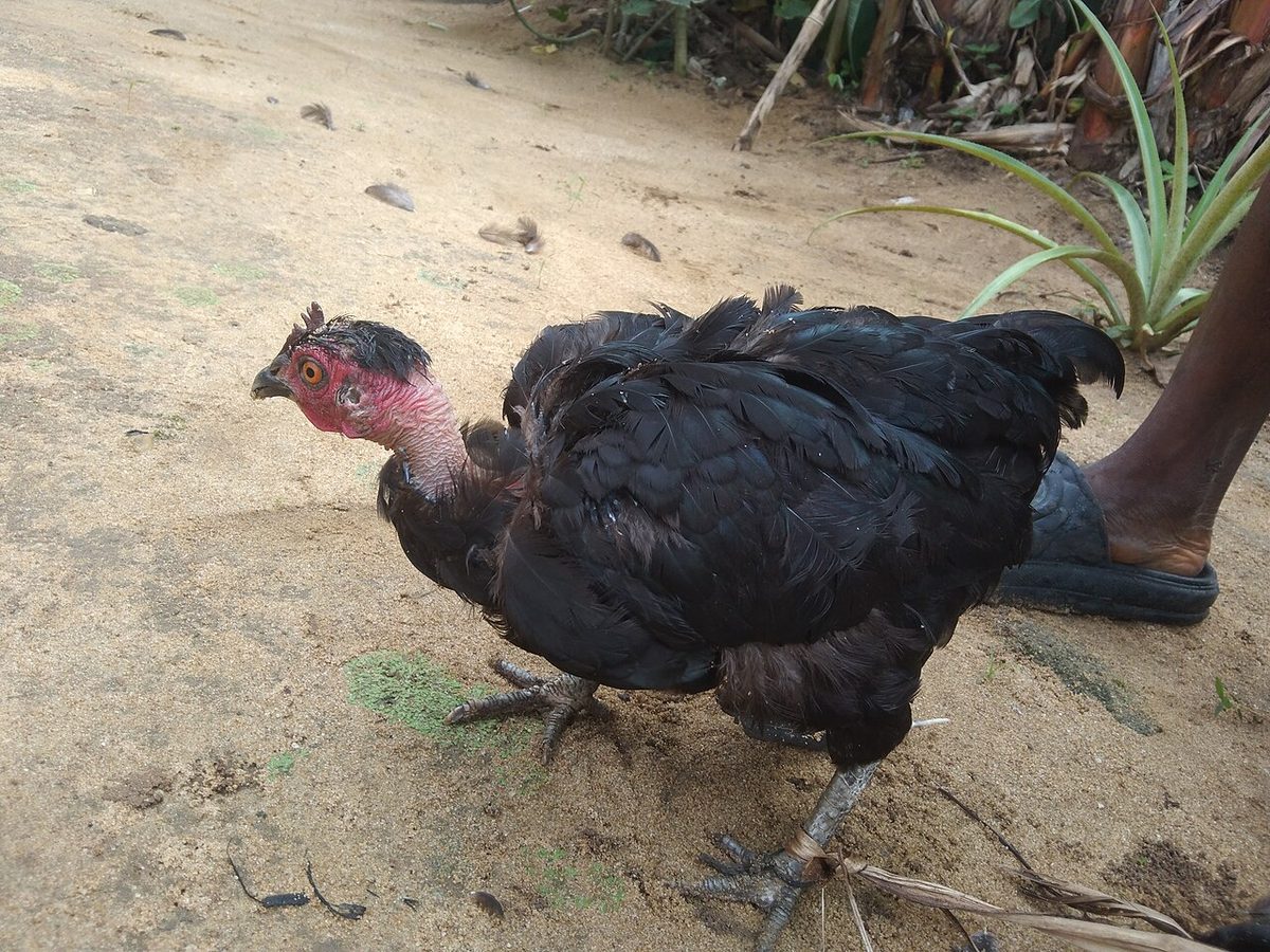 Ga Noi Hen.jpg