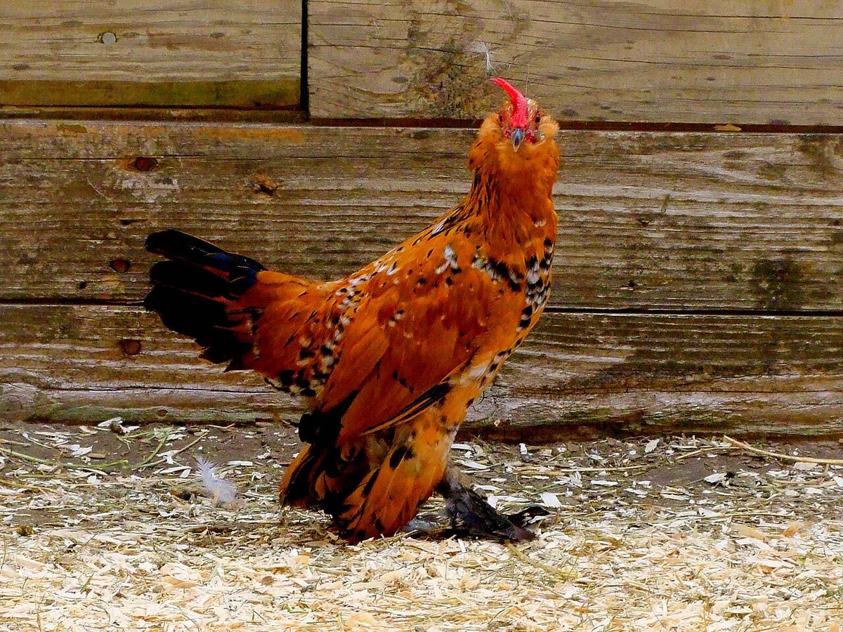 Bantam Rooster with beard and vulture hocks