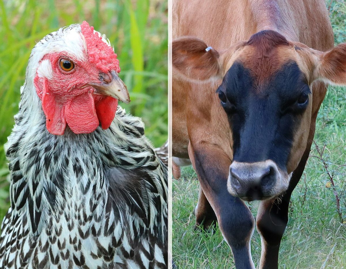 Chicken and Cow