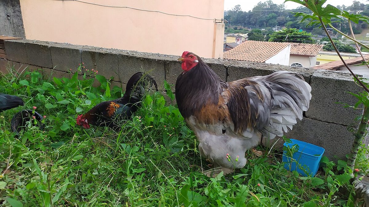 Backyard chickens Brahma Blue and Bantam