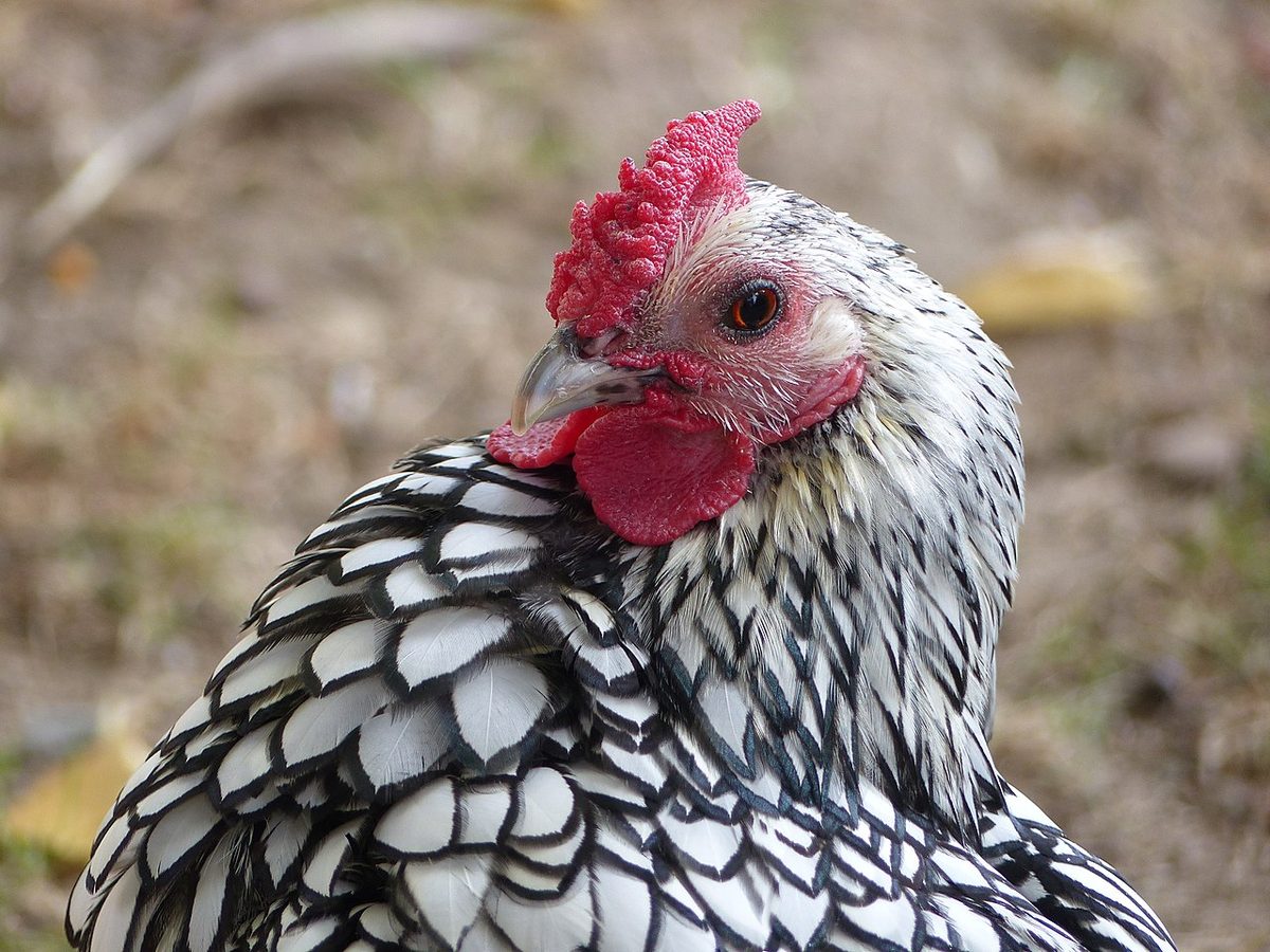 Coq Sebright - jardin botanique de Tours