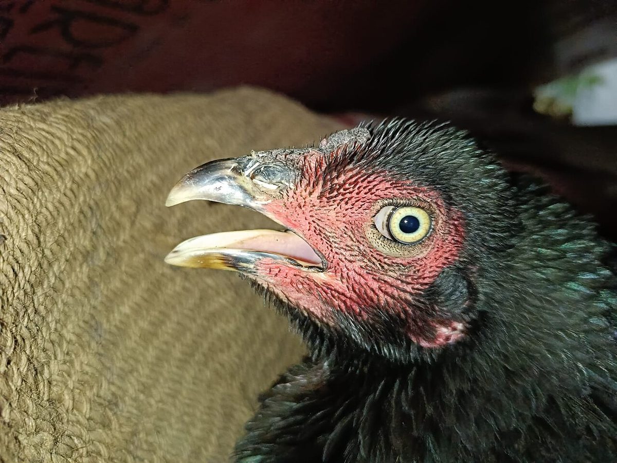 Asil chicken 🐔