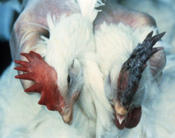 Discolored chicken comb