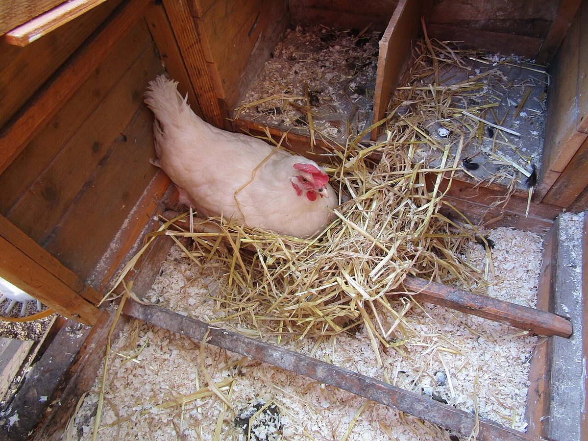 2020-09-15 Broody Leghorn chicken, Norfolk