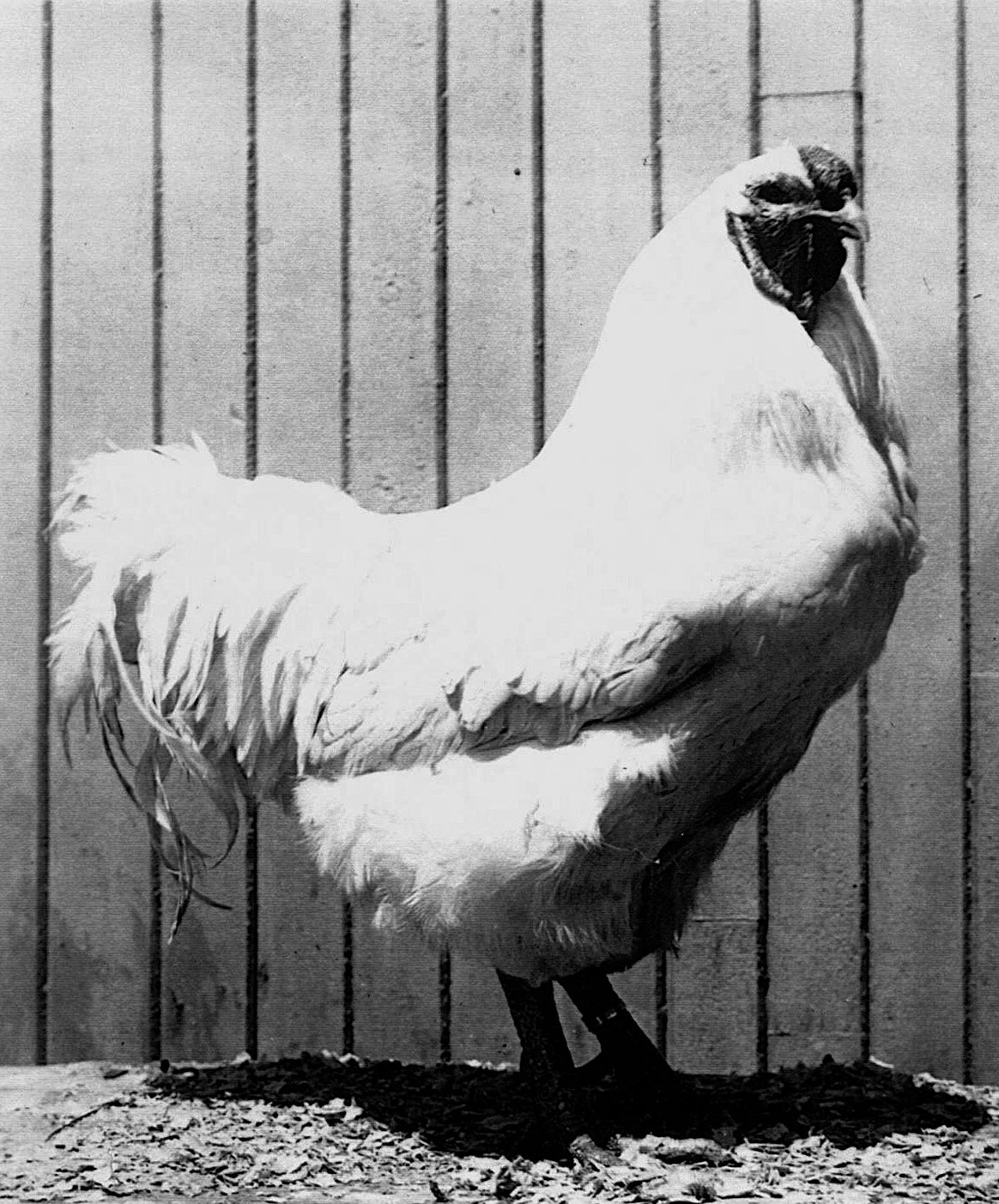 Chantecler coq 1926