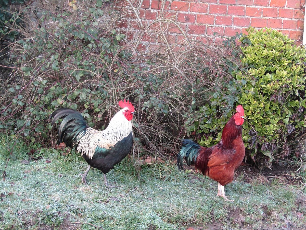 2019-01-29 Rhode Island Red and Dorking chickens, Trimingham