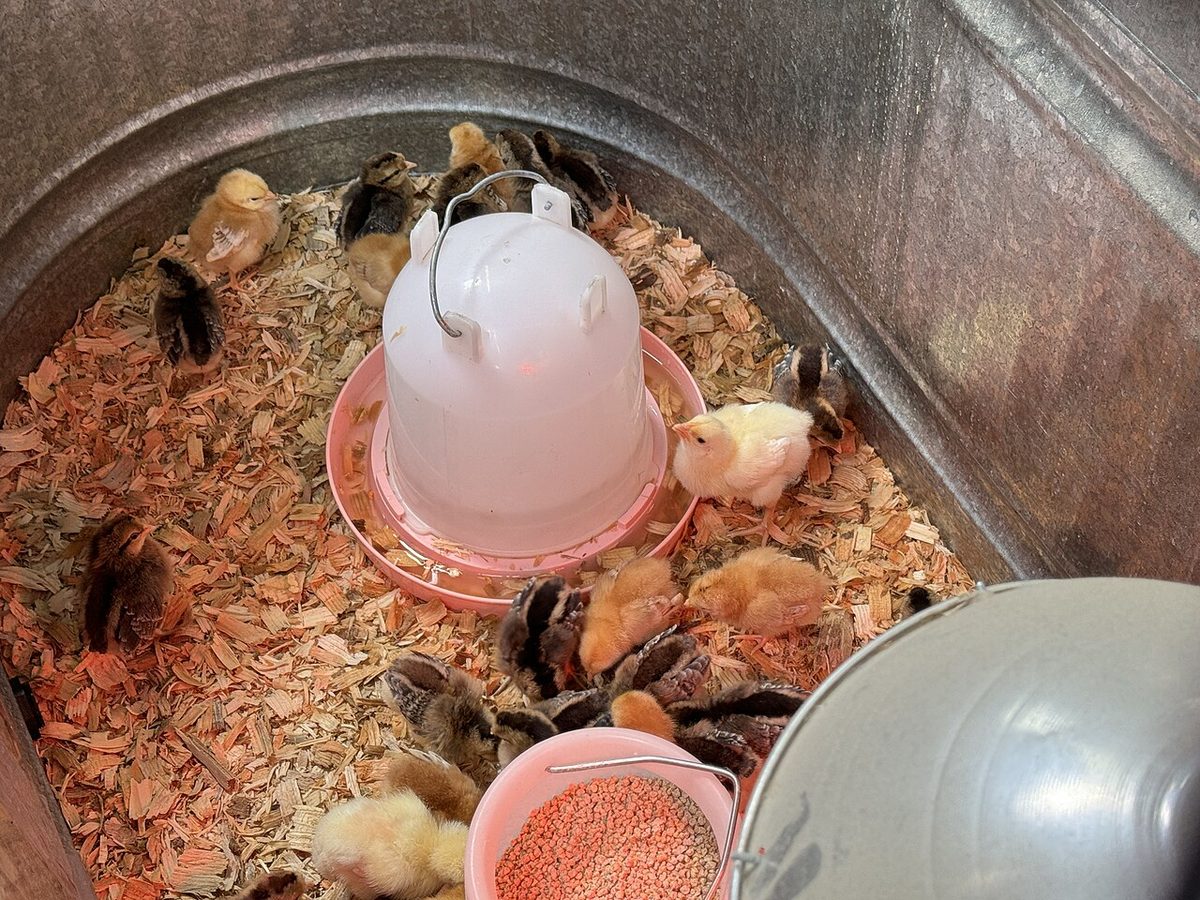 Chicks at Tractor Supply - March 2024 - Sarah Stierch