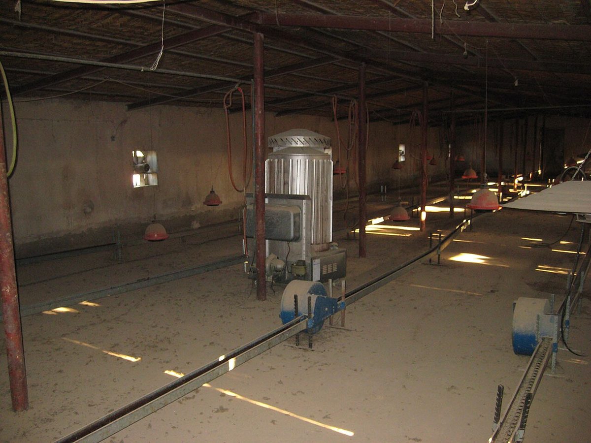 Chicken industry a spark to economic progress in Iraq DVIDS84476