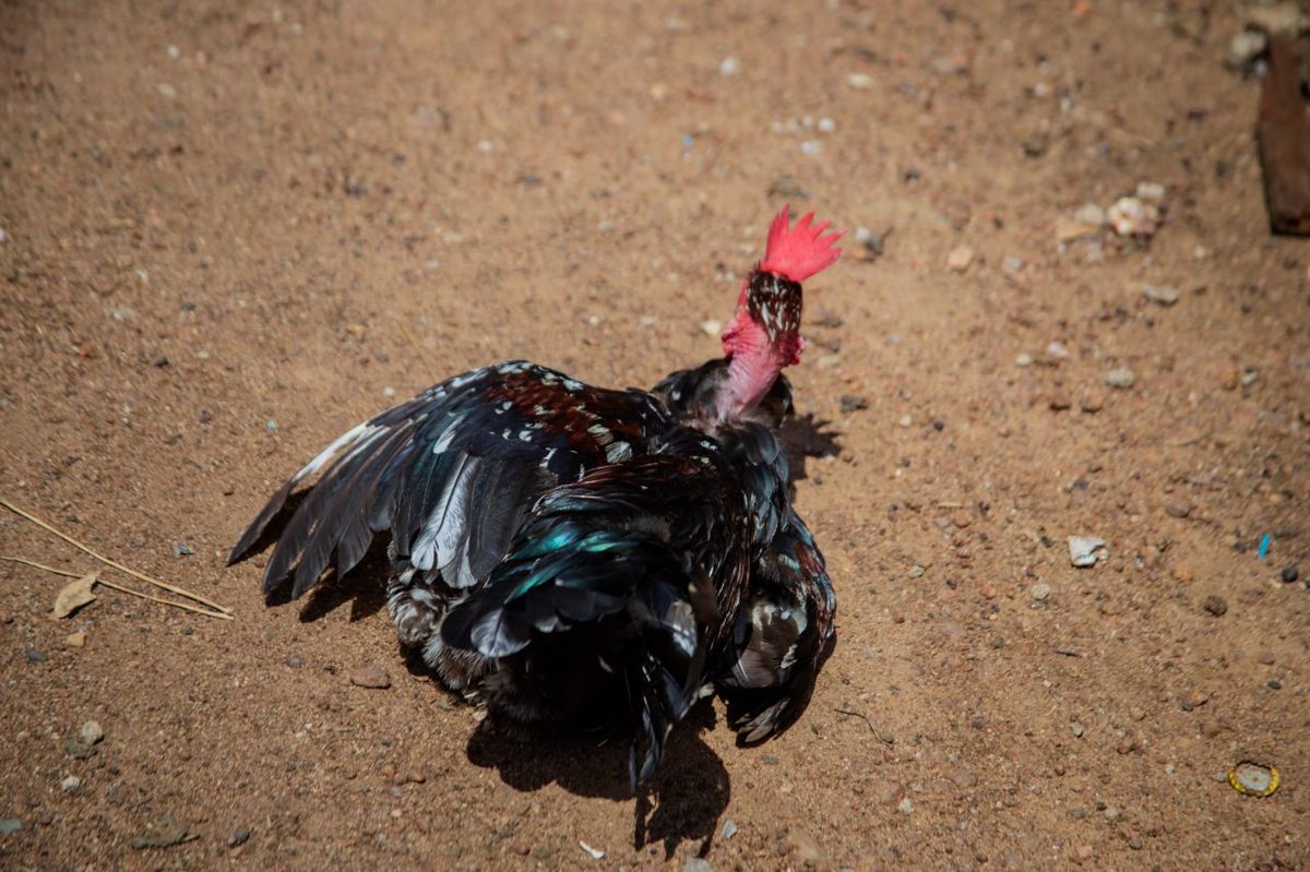 A chicken lying