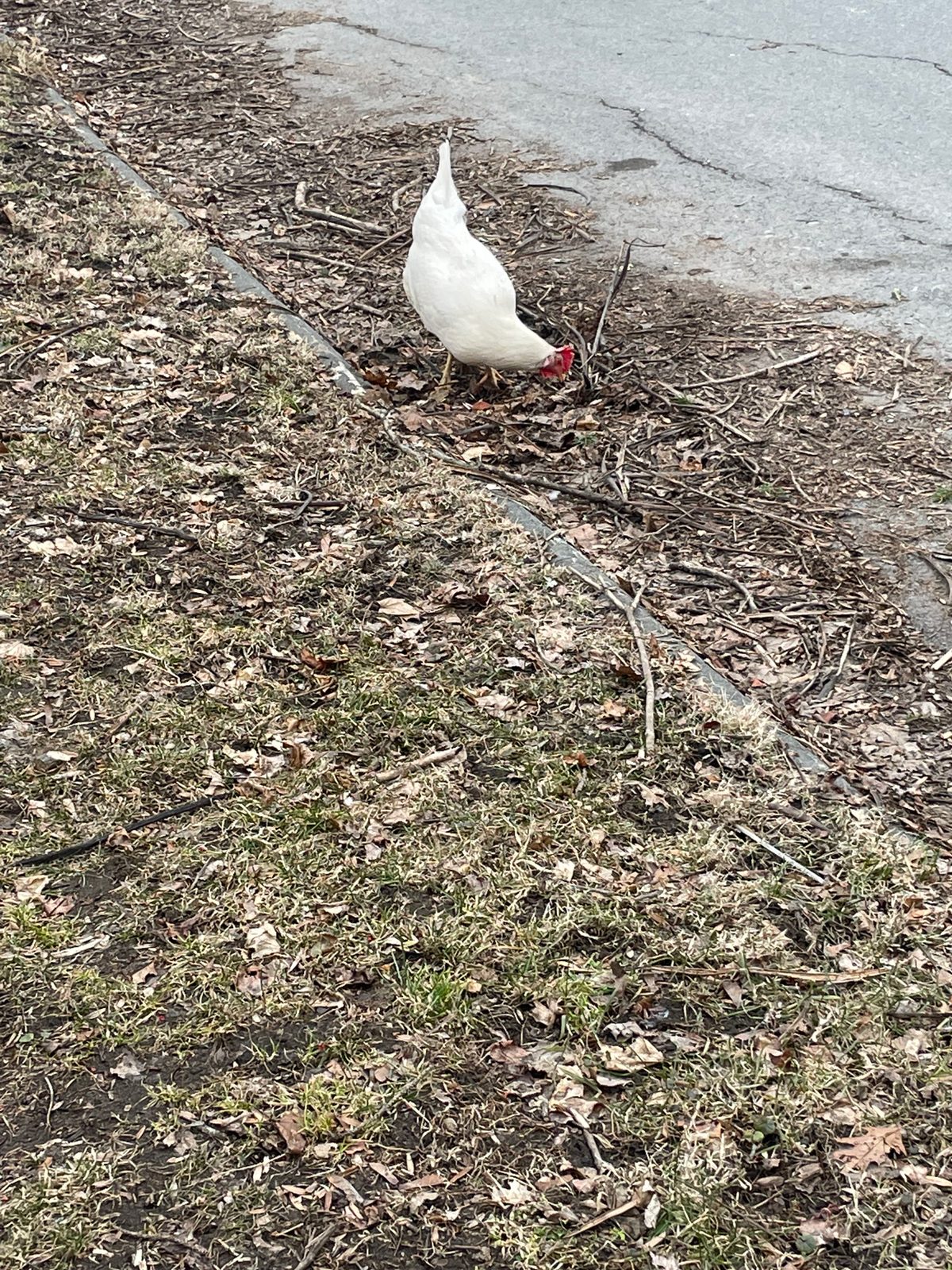 Chicken on Street in Troy, NY