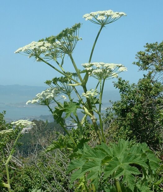 Cow Parsnip