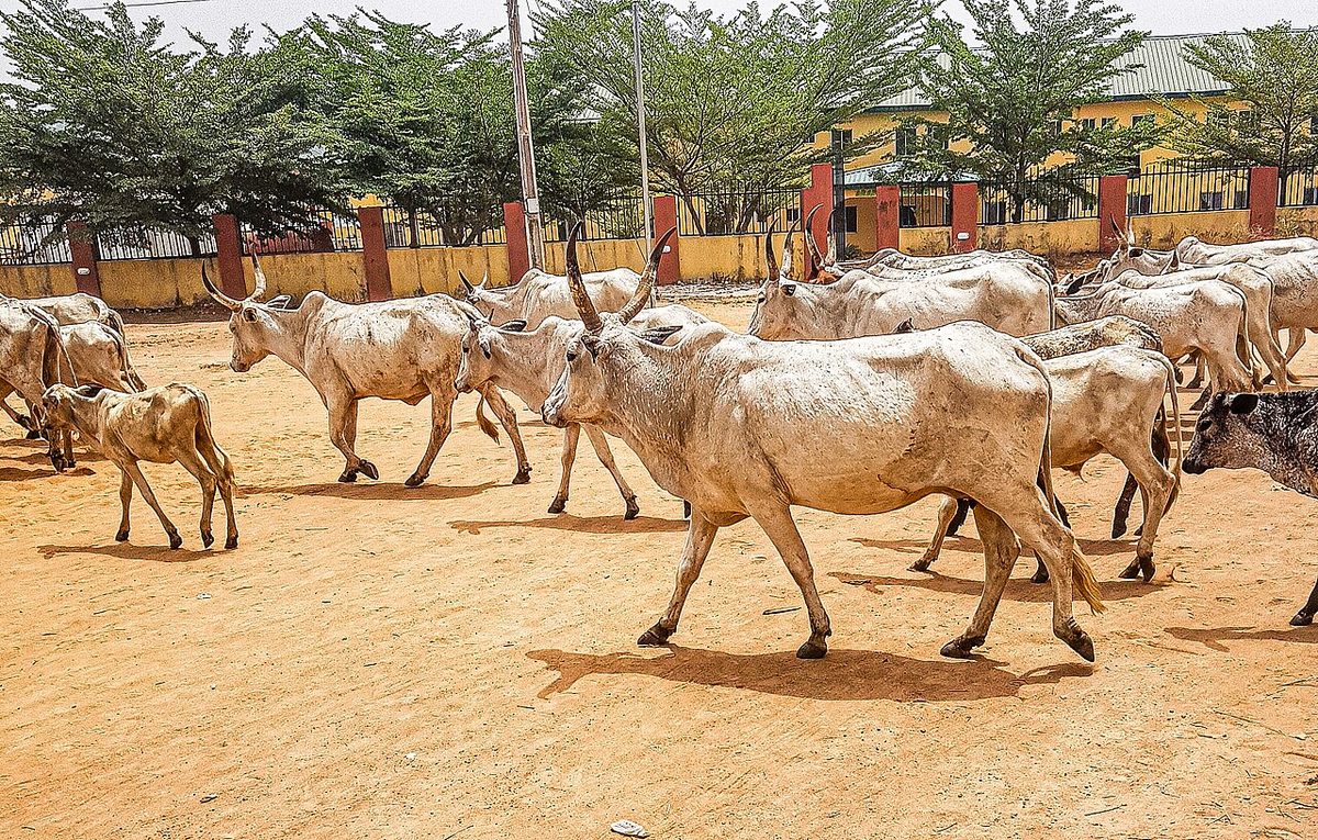 Hariana cattle