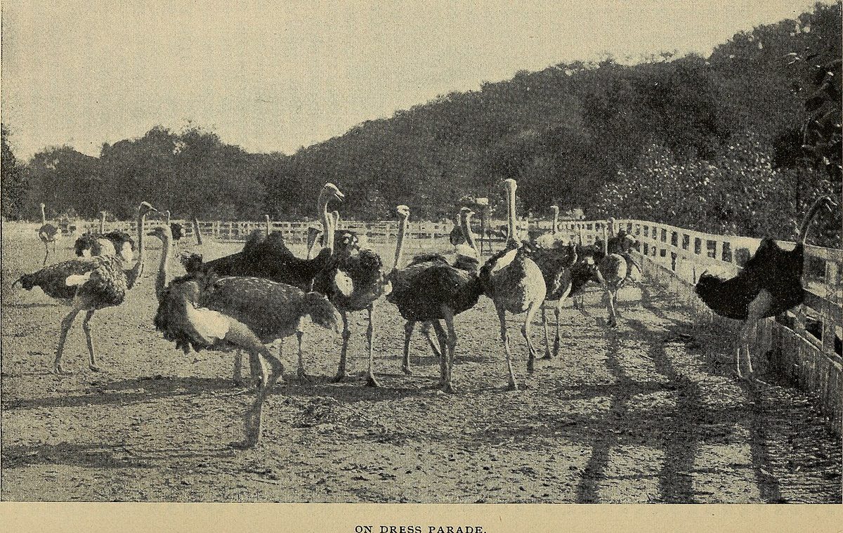 California south tehachapi.. (1900) (14779824975).jpg