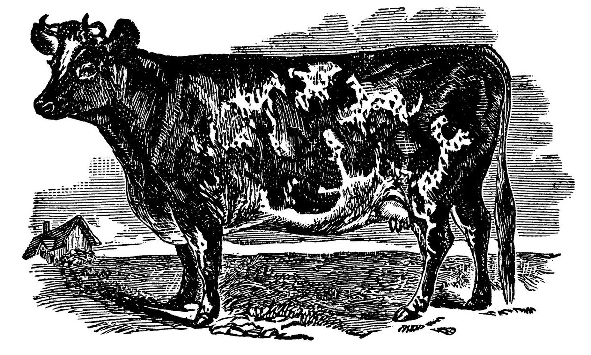 Ayrshire cow • p34 • Brett's Colonists' Guide 1883.tif