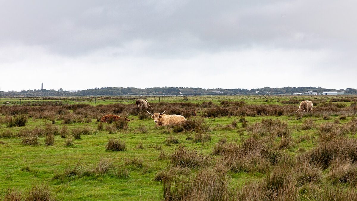 Borkum, Oostlandje Süddünen -- 2020 -- 2779