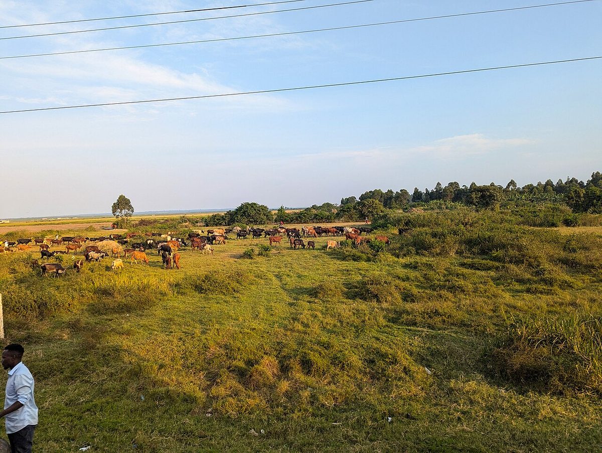 Cattle farming in Ntungamo in Western Uganda 01