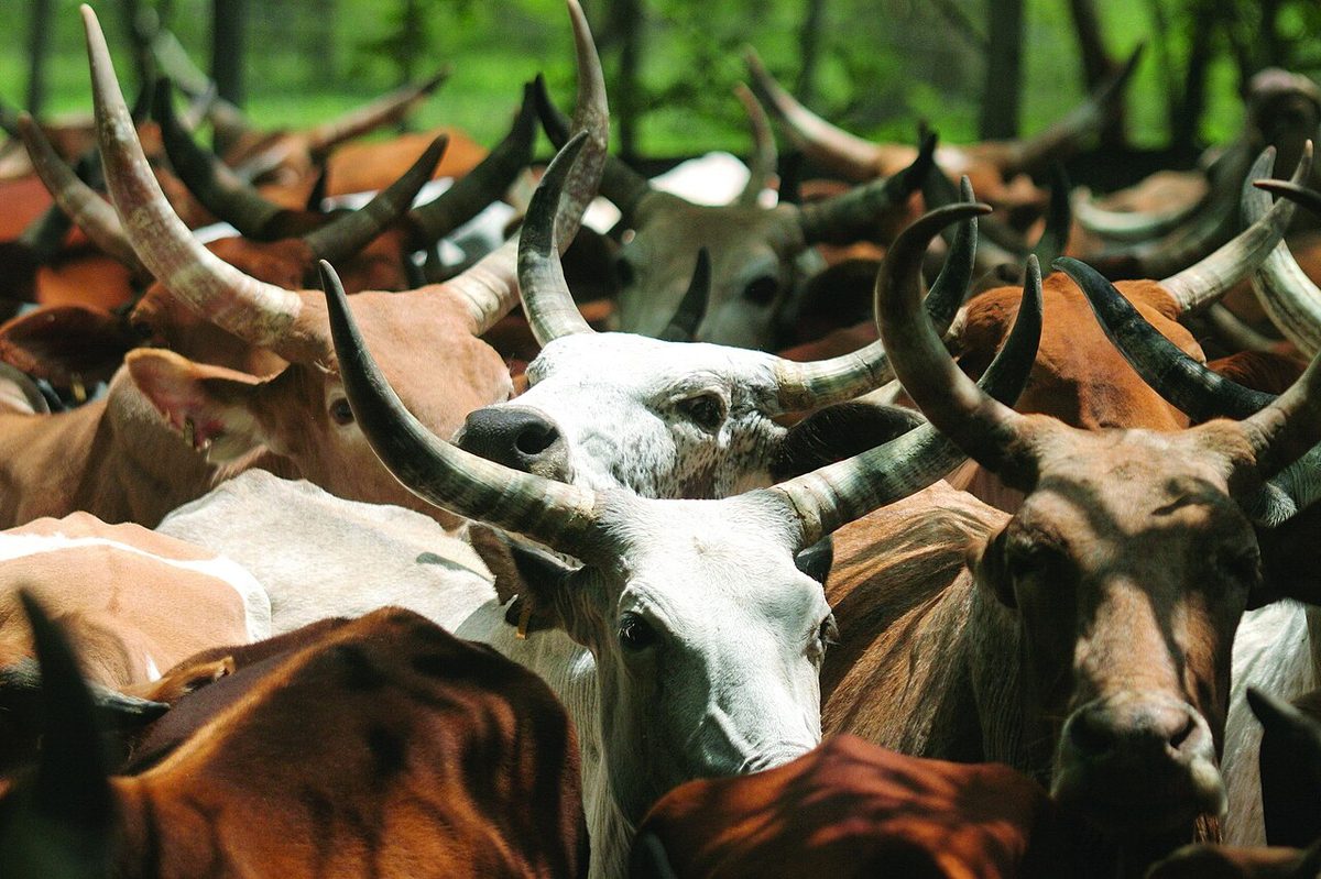 ILRI, Stevie Mann - Cattle being watered at the Ghibe River in southwestern Ethiopia