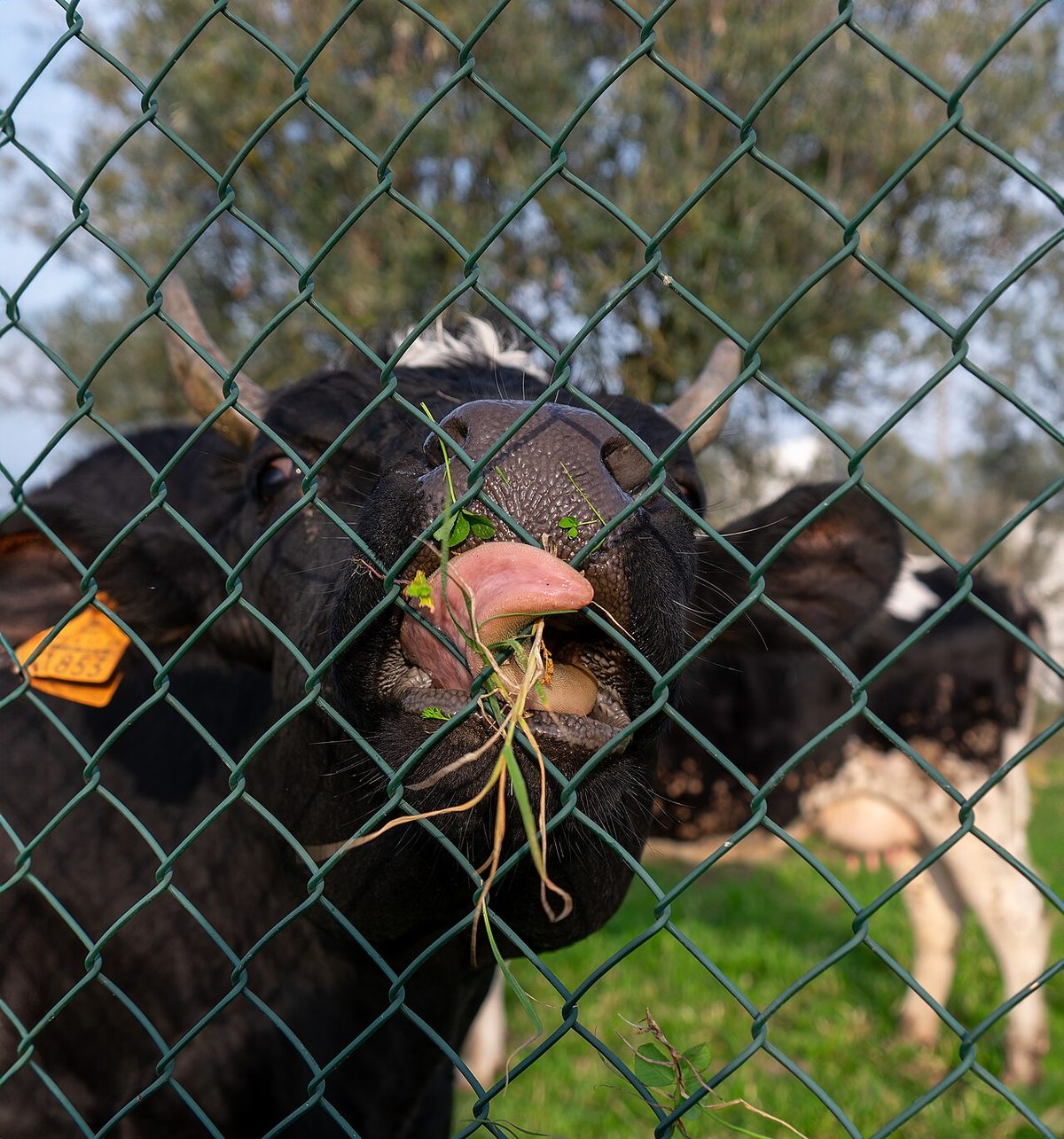 Cow eating grass stuck in fence, Ponte de Sor, Portugal julesvernex2