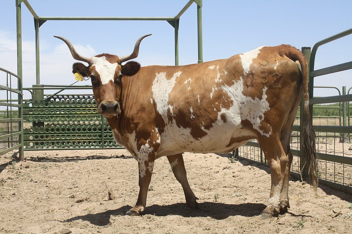 Mature Raramuri Criollo cow at USDA-ARS Jornada Experimental Range