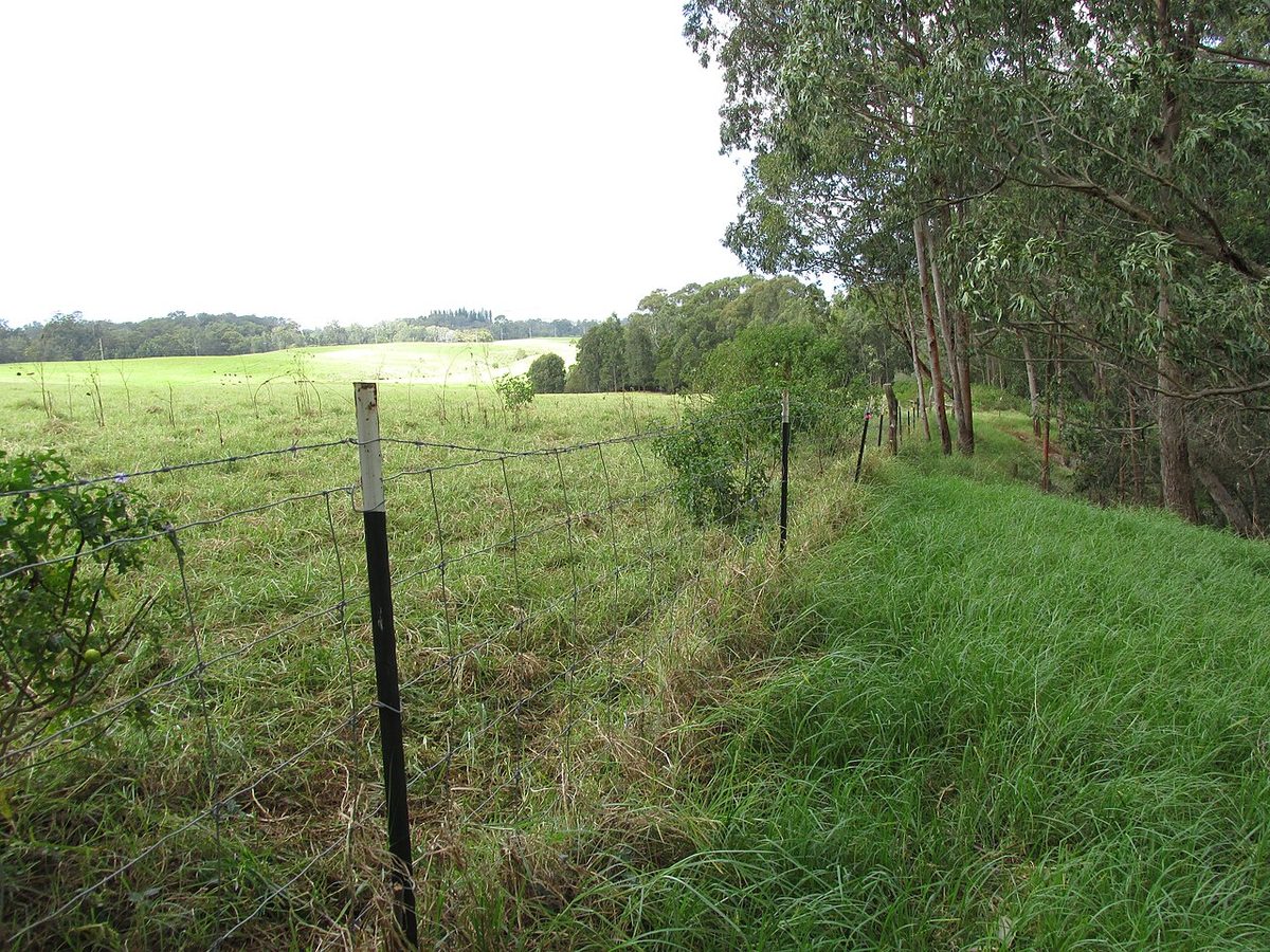 Starr-160224-3945-Cenchrus clandestinus-recent cow grazing left side of fence-Hawea Pl Olinda-Maui