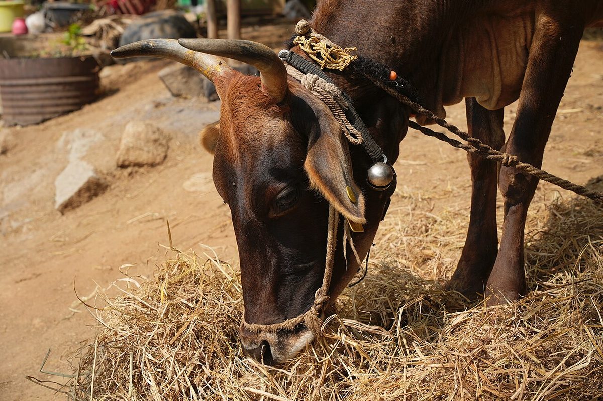 Anegundi - Anjaneya Hill - Cow - 1