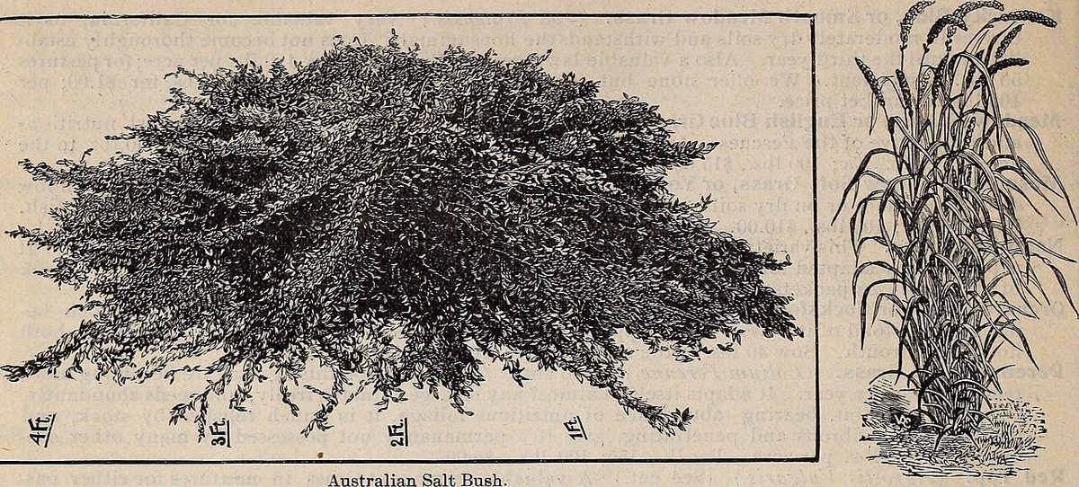 Catalogue of seeds, agricultural and horticultural supplies and guide for the garden, field and farm (1897) (20591143161