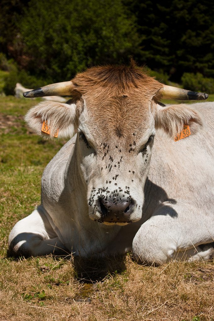 Cow does not like the man making pictures