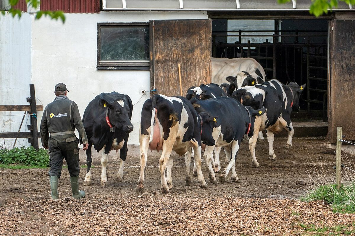 Bringing in the cows for milking in Brodalen