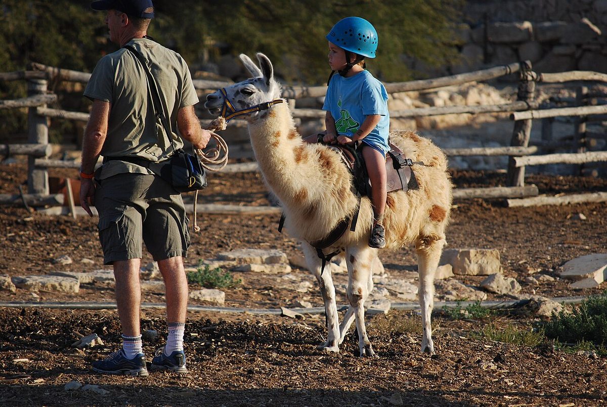 Cute kid riding a llama