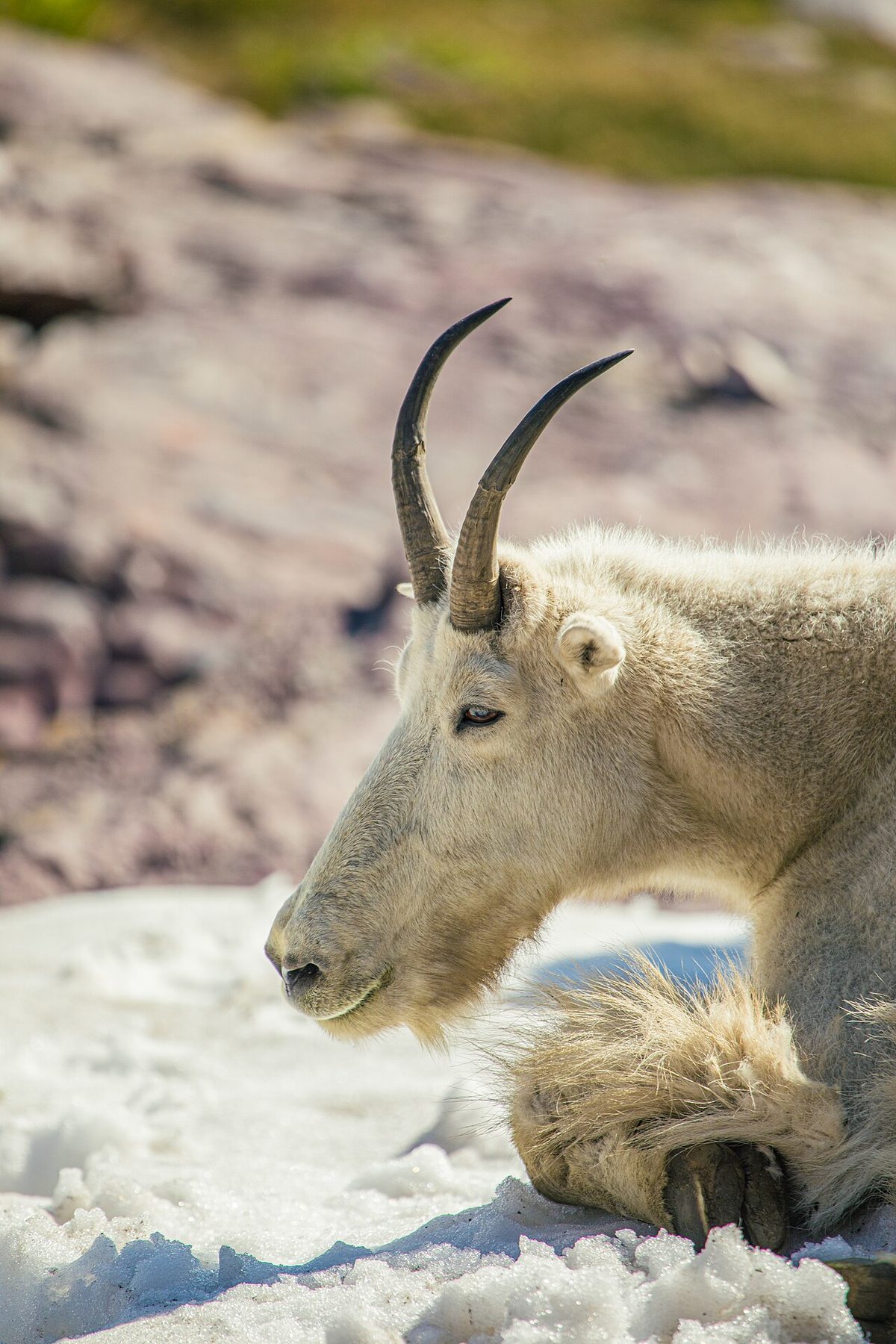 Mountain Goat - Oreamnos americanus