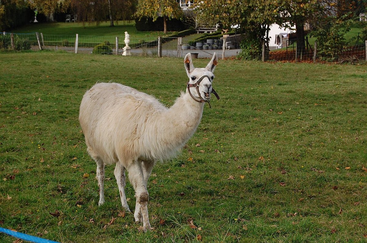 Blanc lama Walonreye