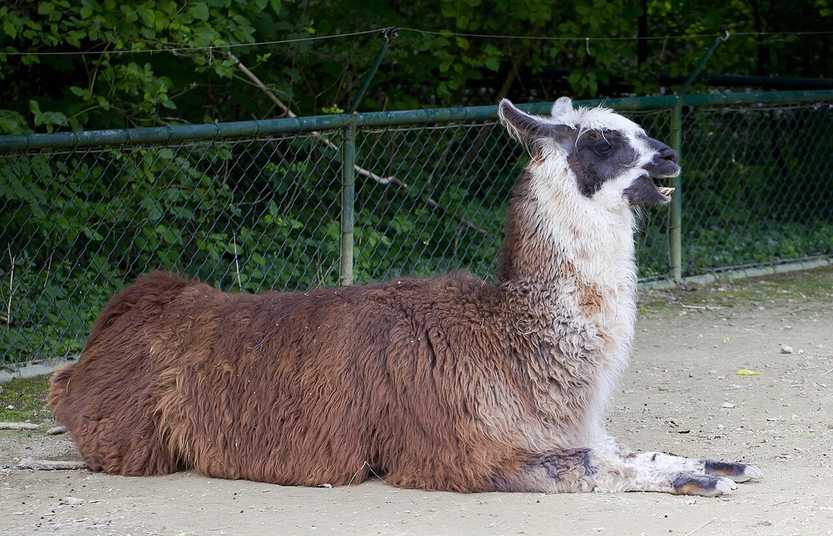 Llama (Lama glama), Tierpark Hellabrunn, Múnich, Alemania, 2012-06-17, DD 01