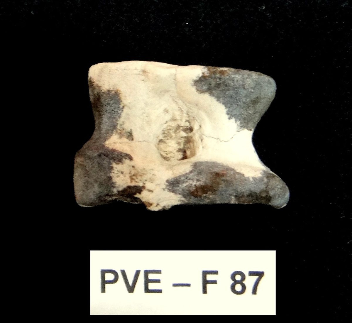 MPCN Villa Escolar. Llama prehistórica Fotografía 1