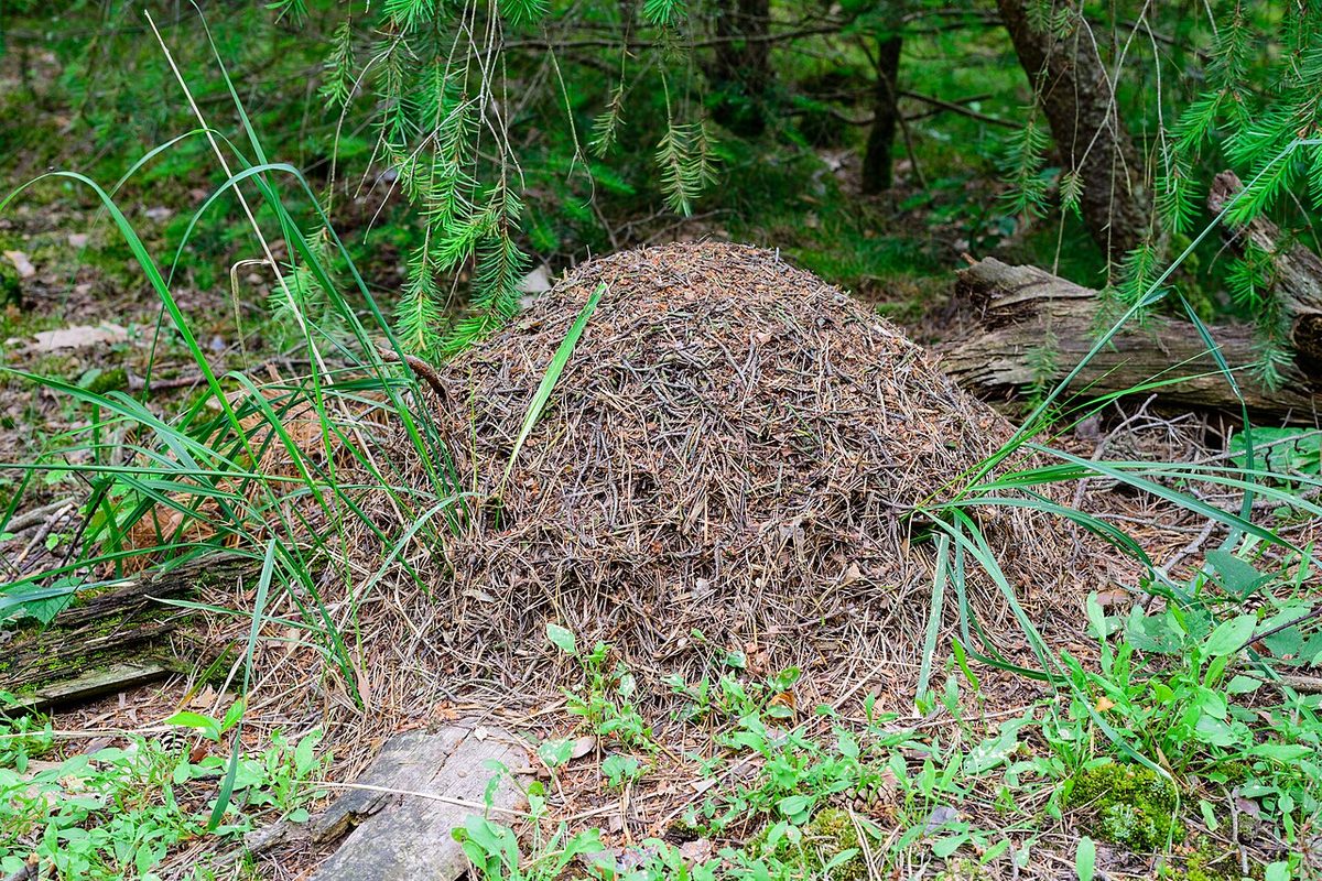 Ameisenhügel - ant hill - Mörfelden-Walldorf - 05