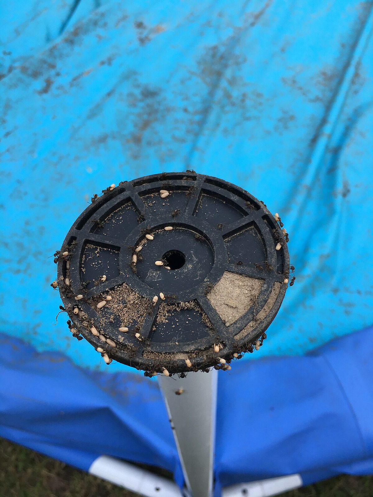 Ant nest in my swimming pool